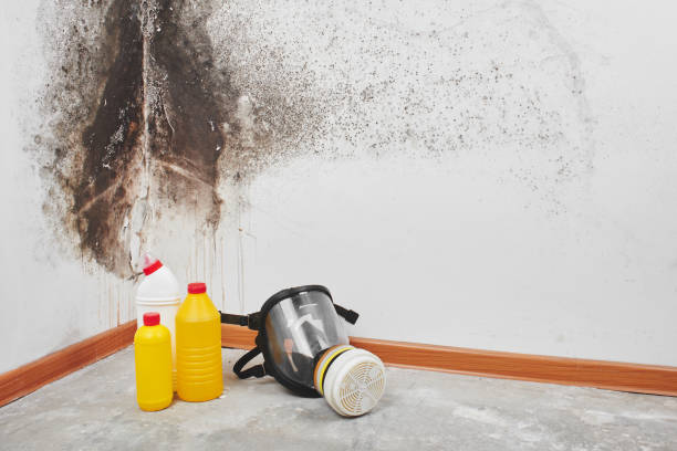 Best Mold Testing  in Jackson, WI