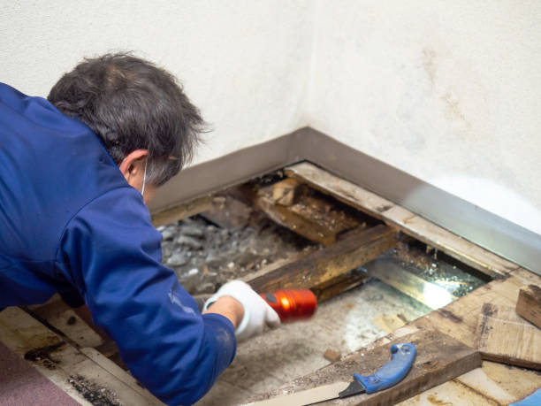 Best Mold Testing  in Jackson, WI