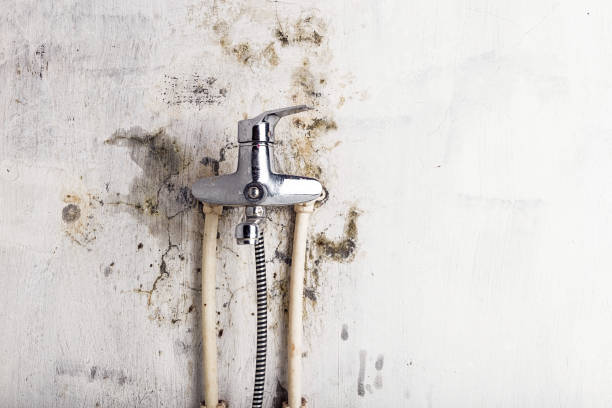 Best Best Mold Removal Companies  in Jackson, WI