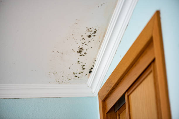 Best Black Mold Removal  in Jackson, WI