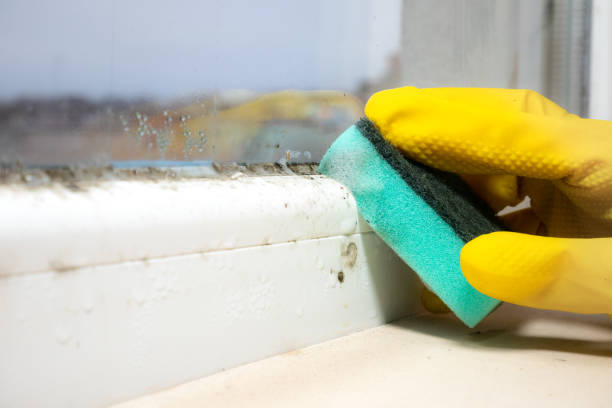 Best Professional Mold Removal  in Jackson, WI