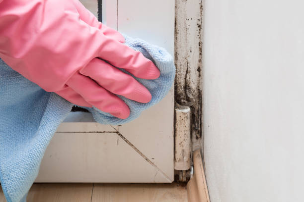 Best Certified Mold Removal  in Jackson, WI